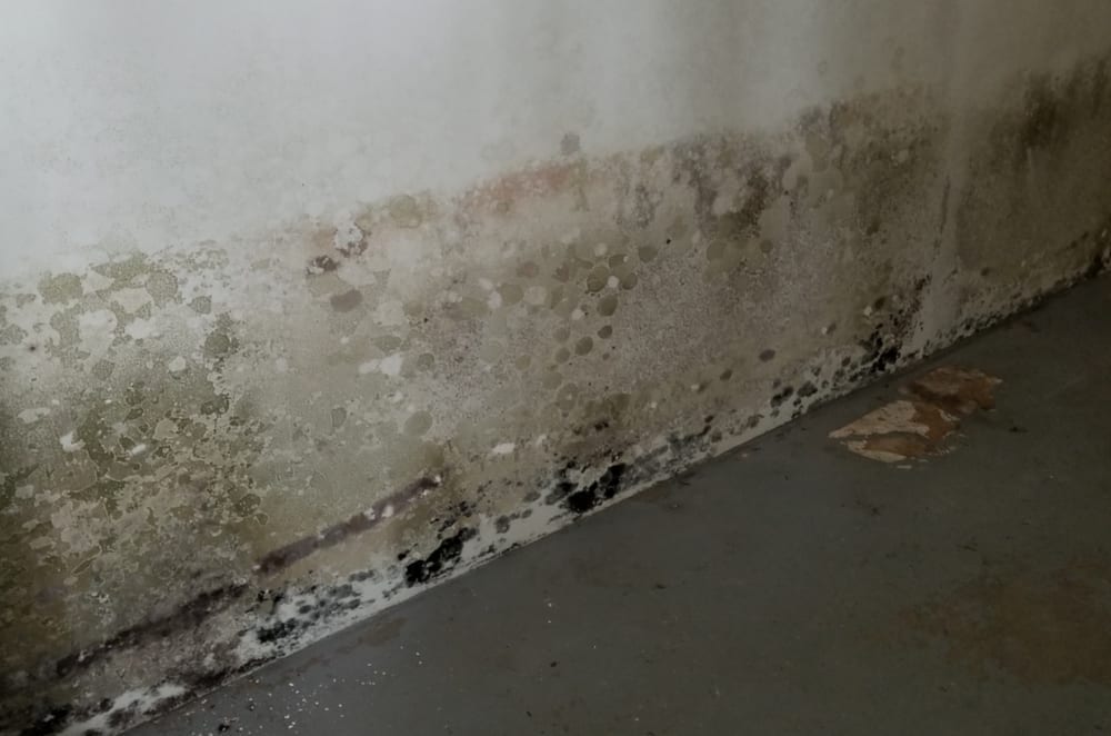 Blotchy black mold growing on a basement wall