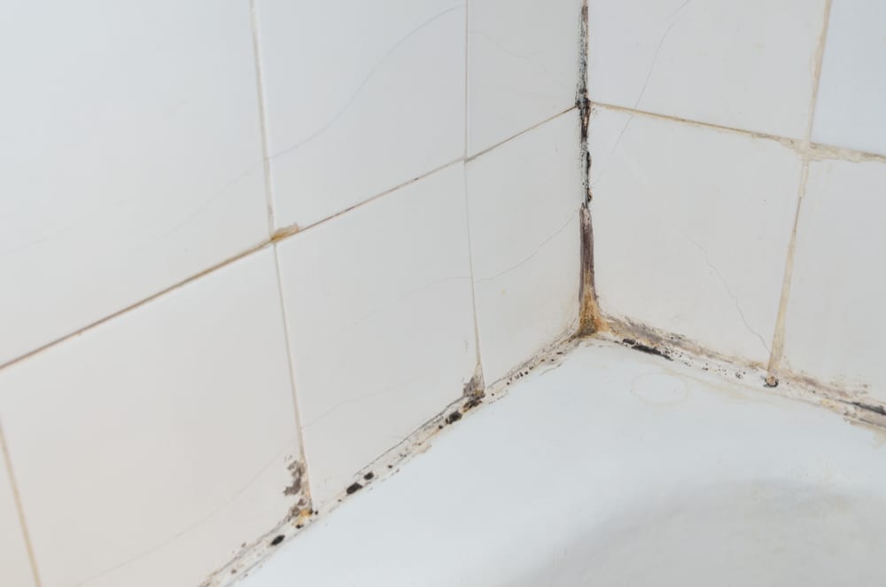 How to Remove Mold from Your Home