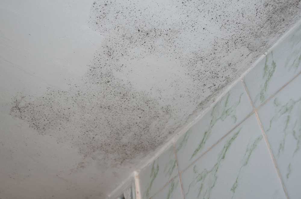 do i really need mold remediation? Knowing when to hire a mold removal company.