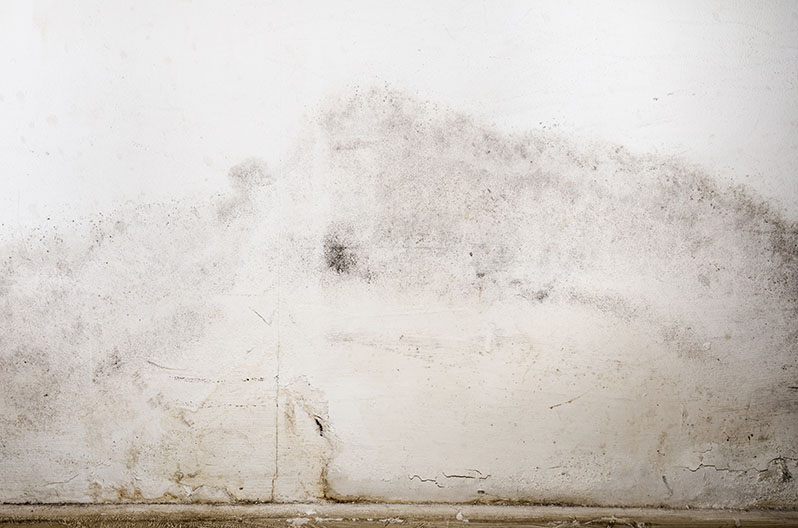 White mold growing on a water-damaged wall after a flood