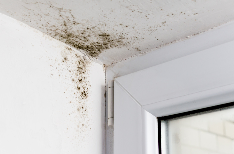 Mold growing in the corner of a window due to excess condensation