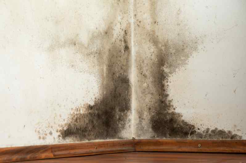 When Is The Worst Season For Mold Symptoms Are - How To Get Rid Of Black Mold On Walls Permanently