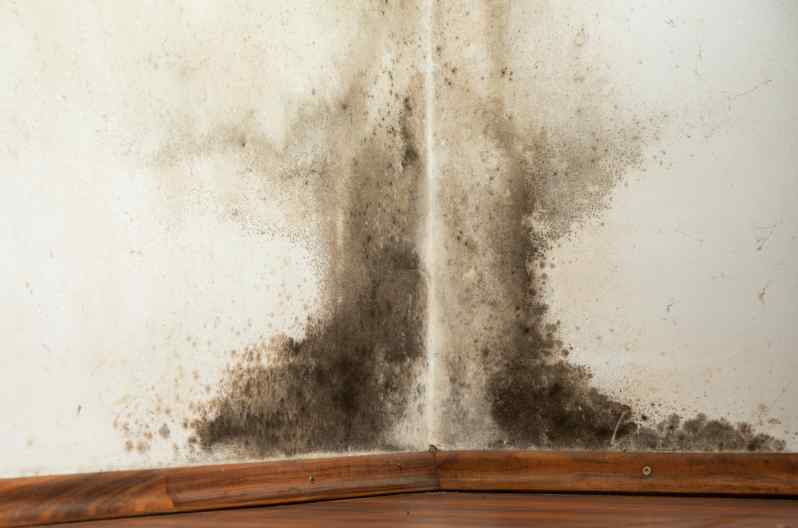 What are the worst seasons for mold growth