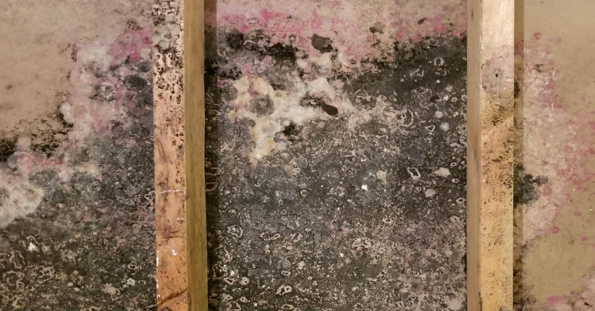 Mold Testing And Inspection Available 24 7 30 Minute Response