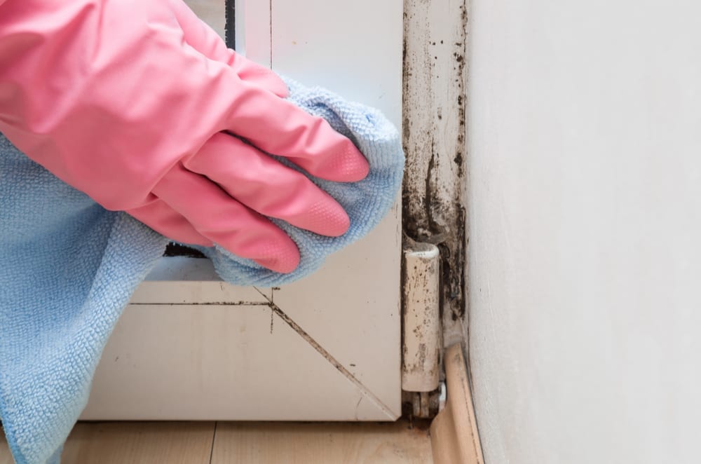 How To Get Rid of Mold