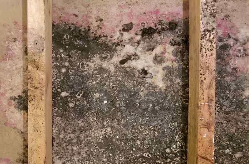 What Are the Types of Mold in Homes