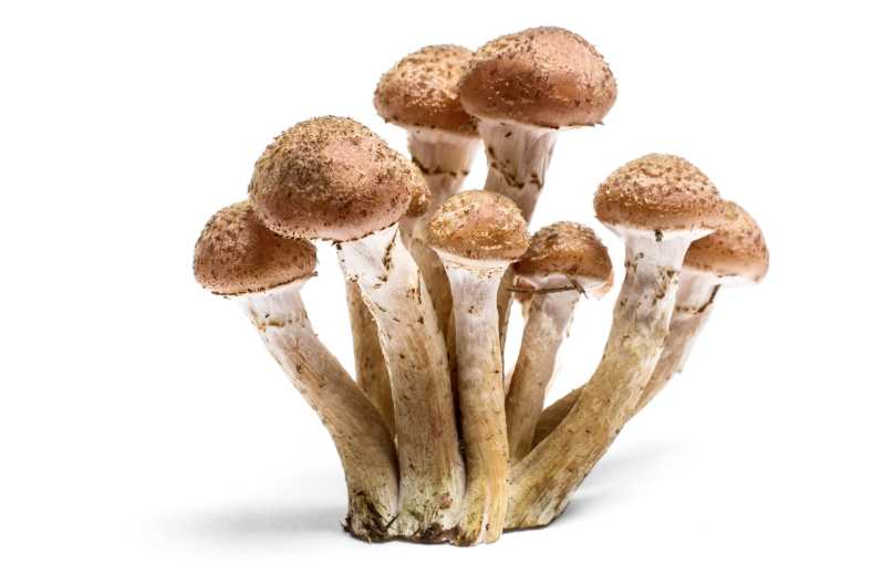 https://www.restorationlocal.com/wp-content/uploads/2020/07/carpet-mushrooms-and-mushrooms-in-the-bathroom.jpg