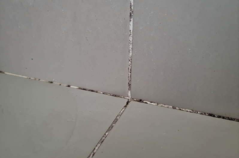 Black mold growing on tile grout in a shower