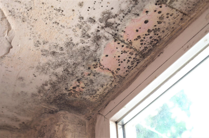 Examples of how does mold grow inside your home after leaks and consistent condensation