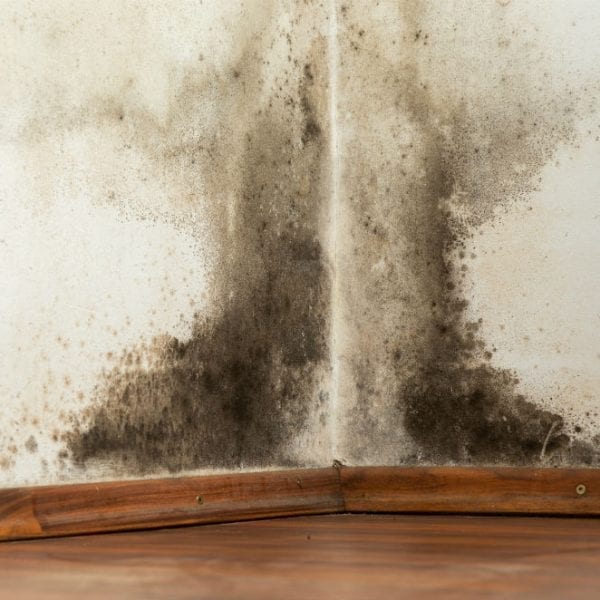 Mold Testing And Inspection Available 24 7 30 Minute Response The Worst Seasons For Mold When Is Most Likely To Grow