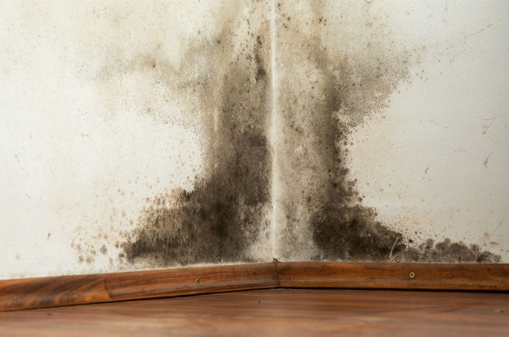 What Season Is Mold The Worst When Home